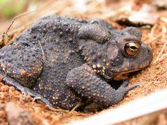 An American toad