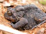 An American toad